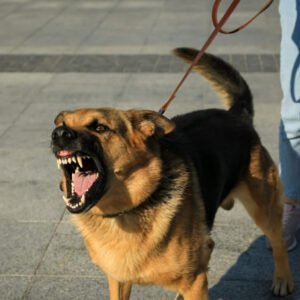 perro enojado FA 02
